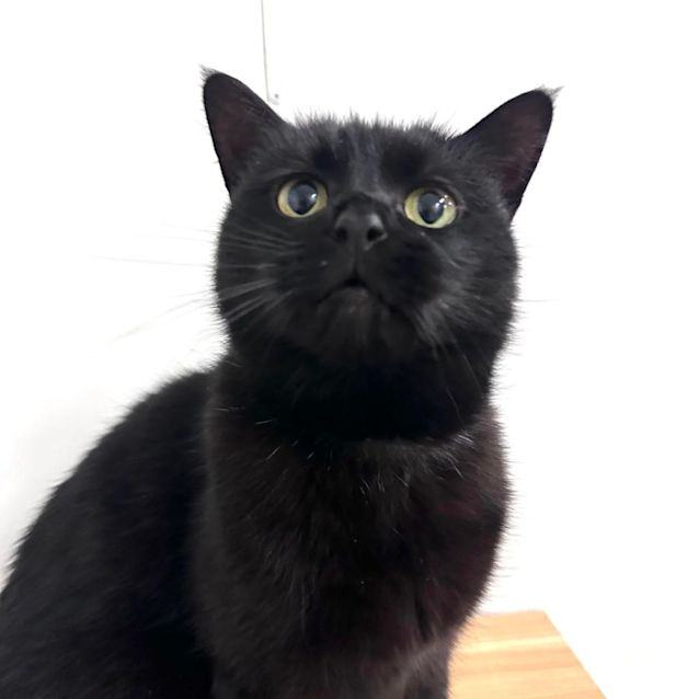 Photo of Lulu   Located In Preston