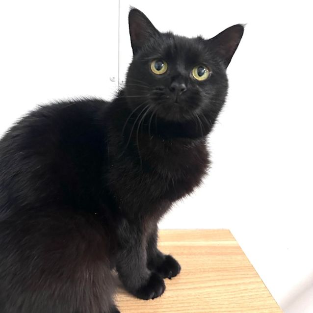 Photo of Lulu   Located In Preston