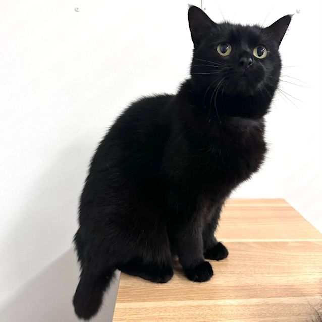 Photo of Lulu   Located In Preston