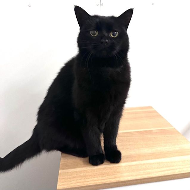 Photo of Lulu   Located In Preston