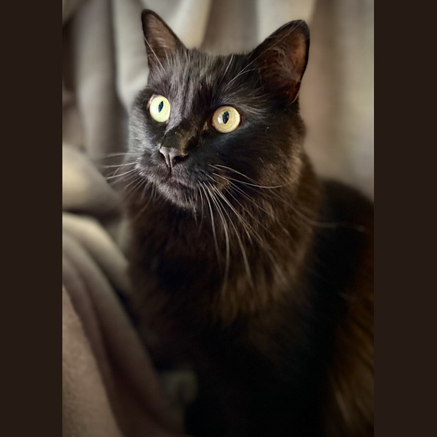 Photo of Indigo