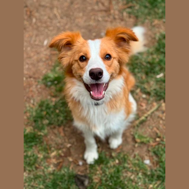 Border Collie Giving Out Good Night Kisses Melts Hearts Online