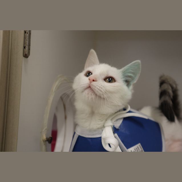 Photo of Little Bosqueak