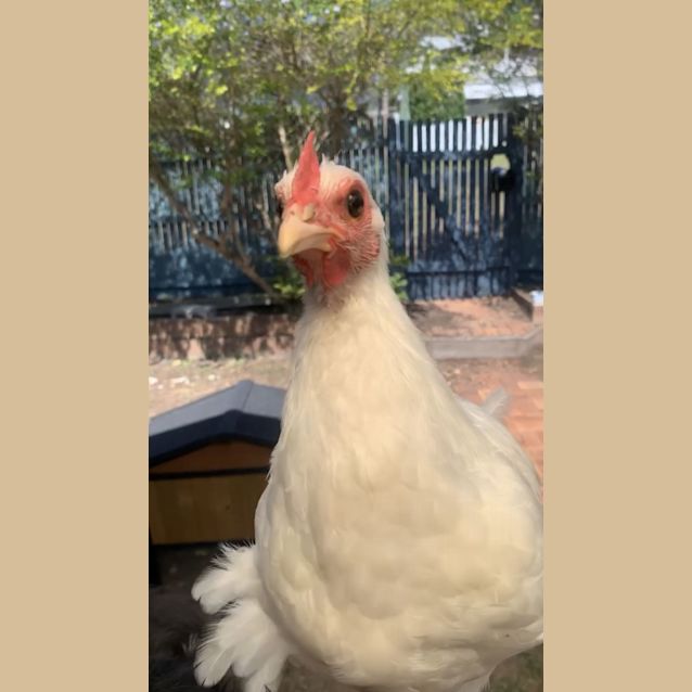 Photo of Yb The Rooster