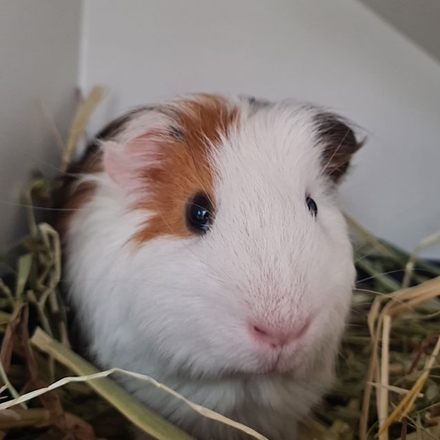 Photo of Bean