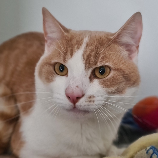 Photo of Butternut