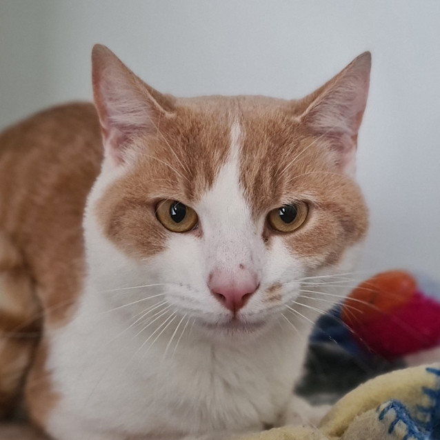Photo of Butternut