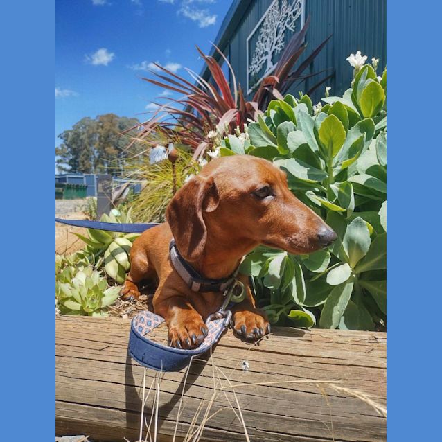 Photo of Zuma