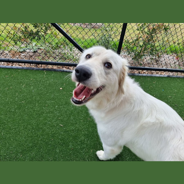 Photo of Chilli Imp 1769