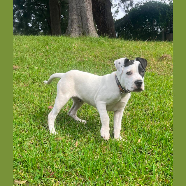 Photo of Corky