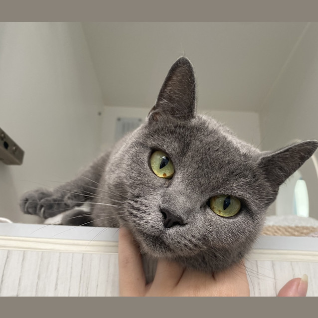Photo of Miso