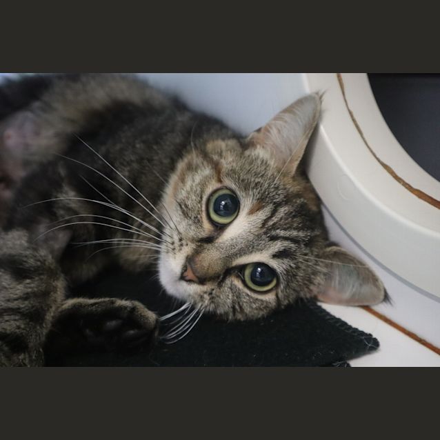 Photo of Jinx