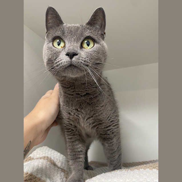 Photo of Miso