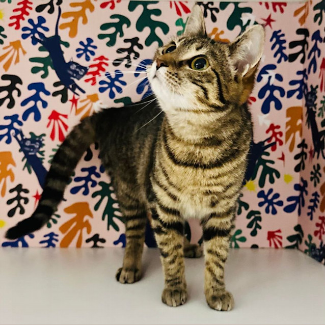 Photo of Pixie   Meet Me At Nellys Ark