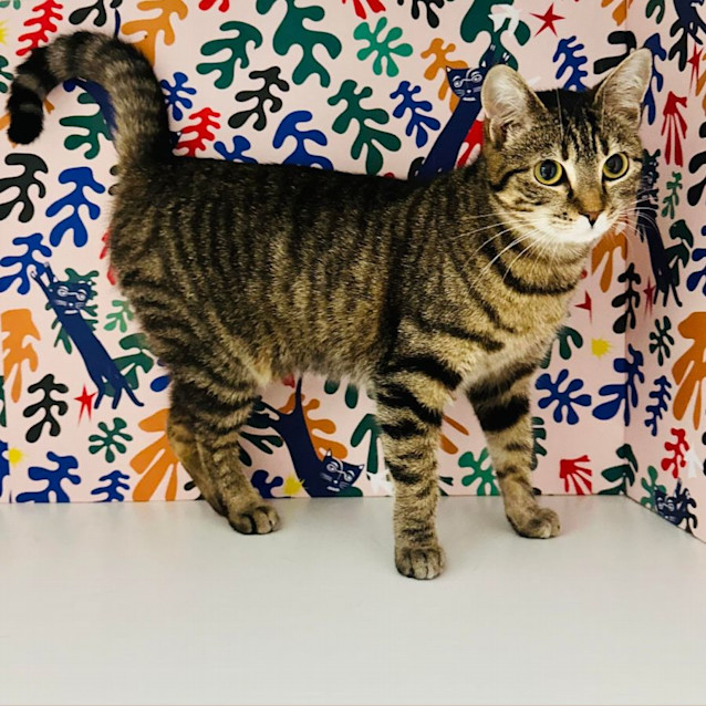 Photo of Pixie   Meet Me At Nellys Ark