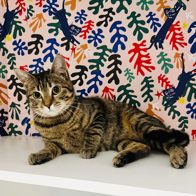 Photo of Pixie   Meet Me At Nellys Ark