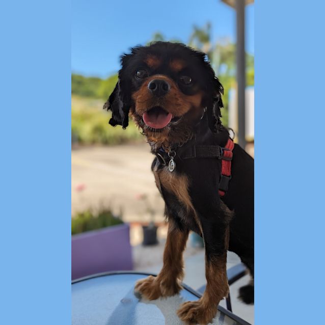 Photo of Jagger