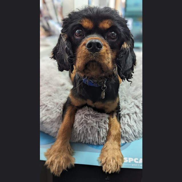 Photo of Jagger