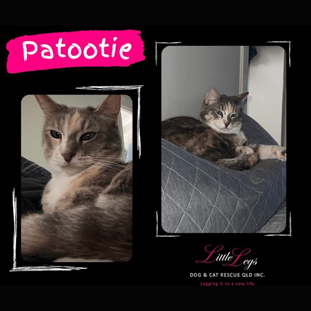 Photo of Patootie
