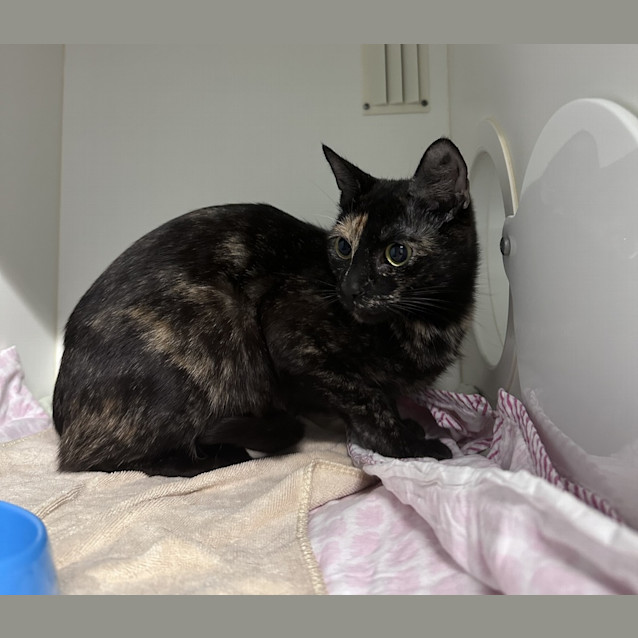 Photo of Freya