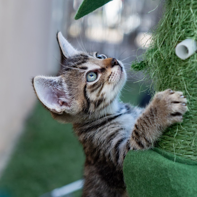 Photo of Basil