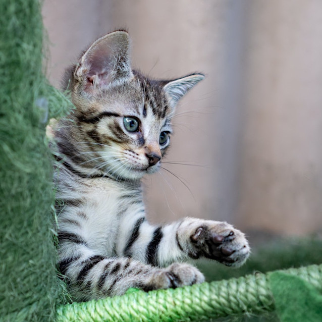Photo of Basil