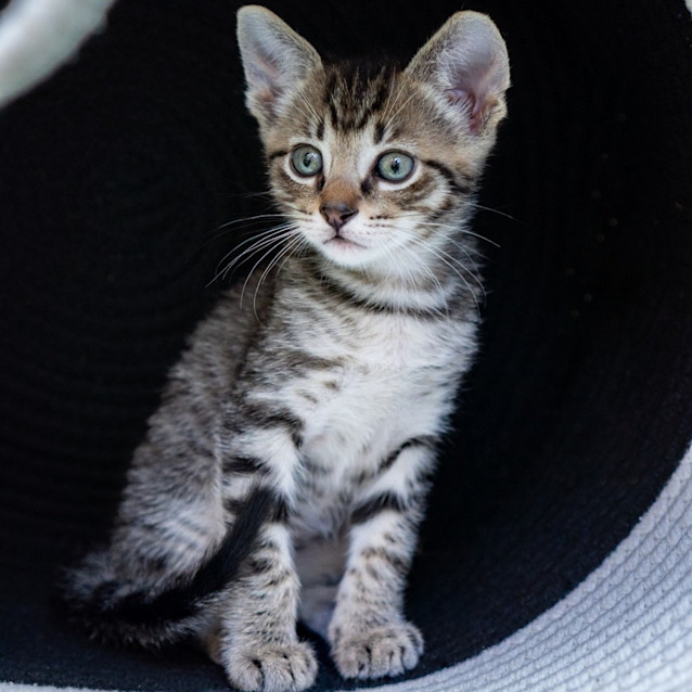 Photo of Basil