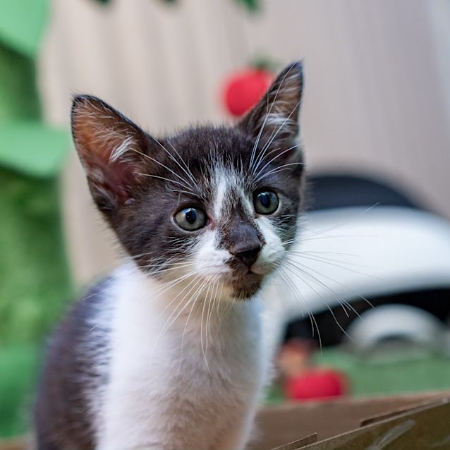 Photo of Ace