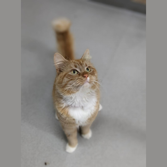 Photo of 🍔 Mustard F02676 🍔