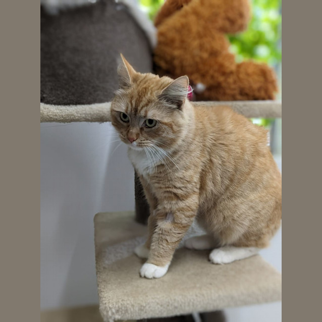 Photo of 🍔 Mustard F02676 🍔