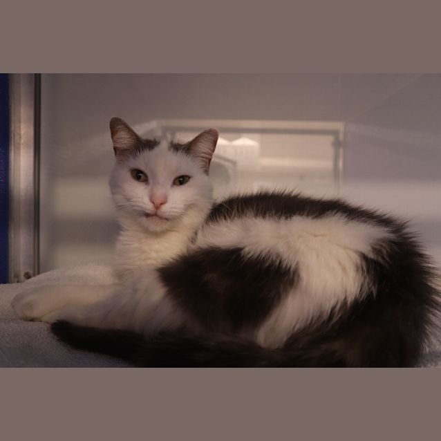 Photo of Purrnelope