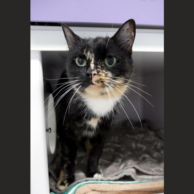 Photo of Honey Bun Sua011776