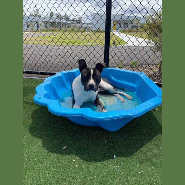 Photo of Bailey Imp 1792