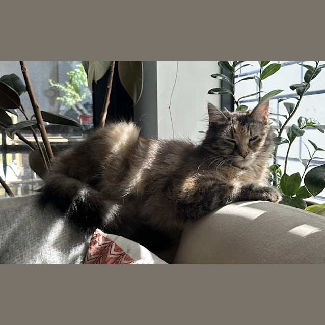 Photo of Nina 