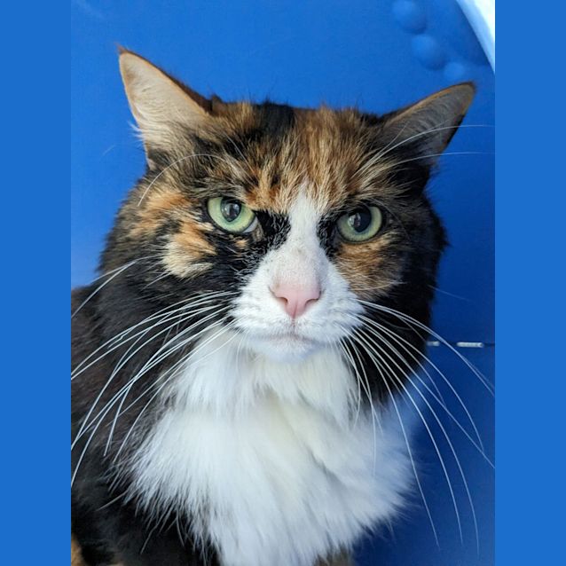 Photo of 🧁 Gypsy F02666 🧁