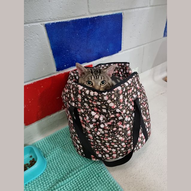Photo of Dunkin