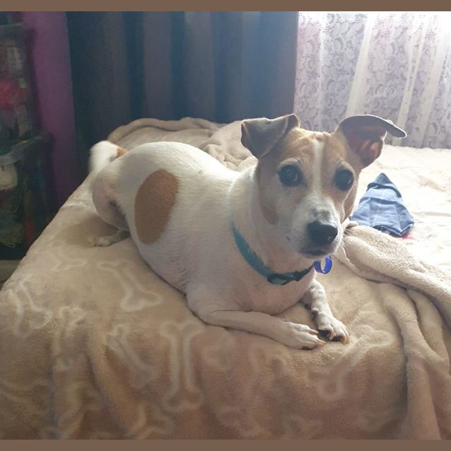 Photo of Buddy   7 Year Old Jack Russell Terrier (Trial)