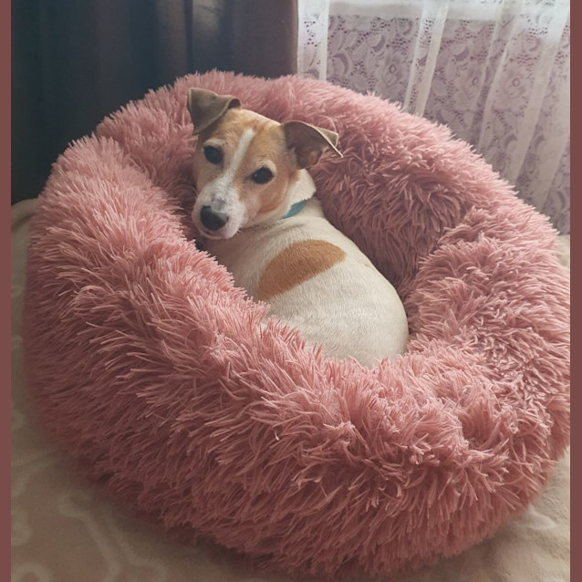 Photo of Buddy   7 Year Old Jack Russell Terrier (Trial)