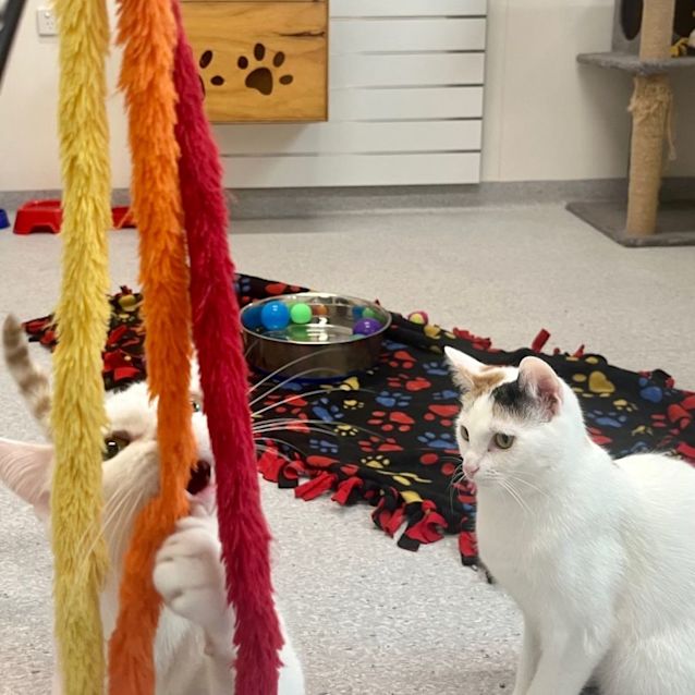 Photo of Mabel & Dipper