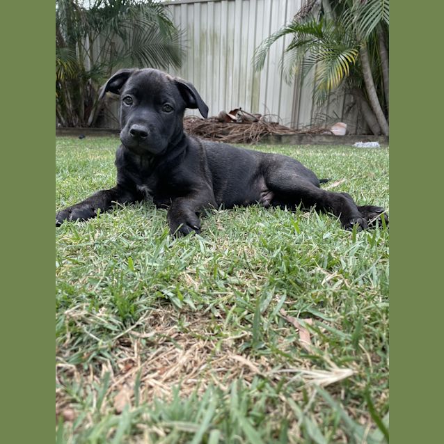 Photo of Onyx