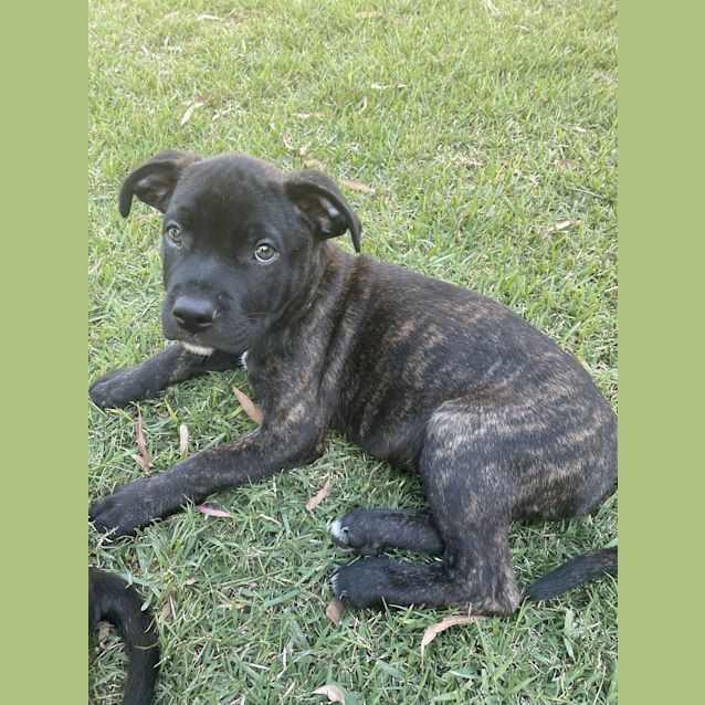 Photo of Onyx