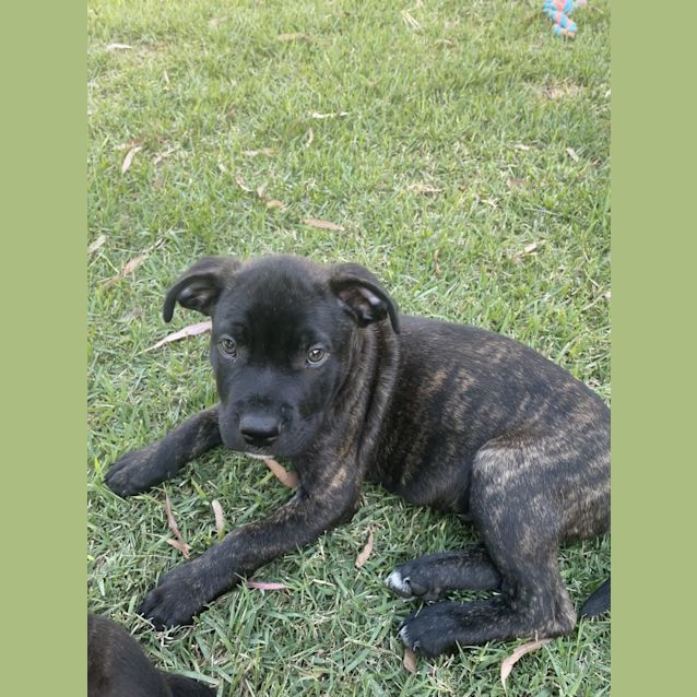 Photo of Onyx