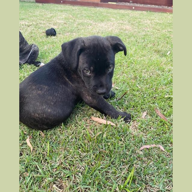 Photo of Onyx