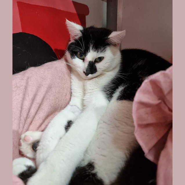 Photo of Tobi