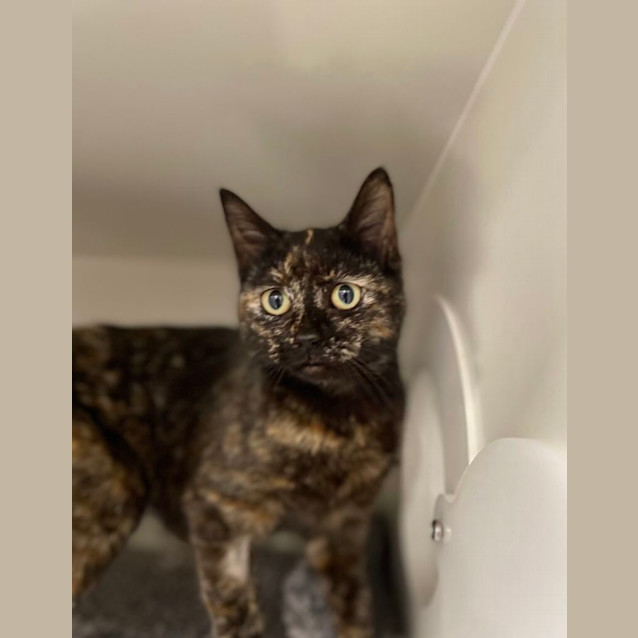 Photo of Taylor Swift