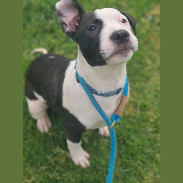 Photo of Stanley 