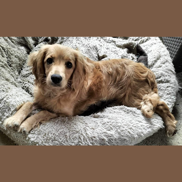 Photo of Latte