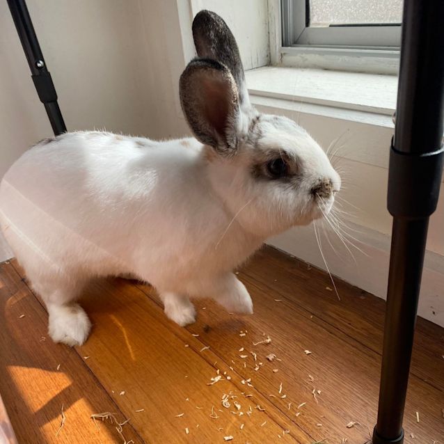 Photo of Hercules
