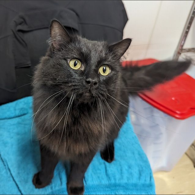 Photo of Billy Bob Cat