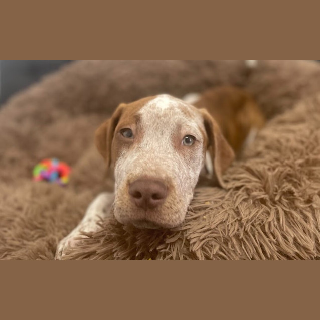 Photo of Rocky